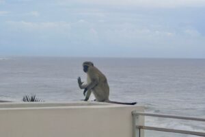 Ballito Monkey